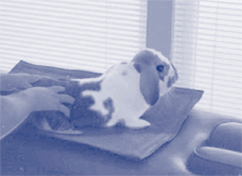 Harry the Hare gets adjusted